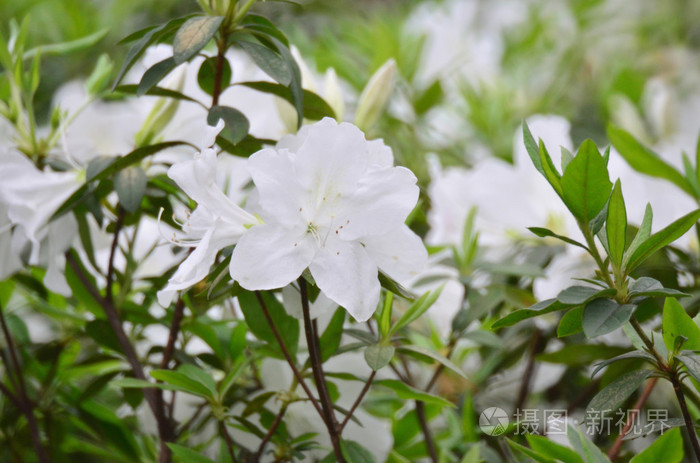 美丽的白色杜鹃花