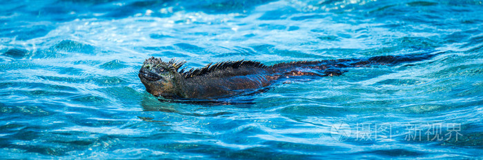 海鬣蜥在浅滩游泳的全景
