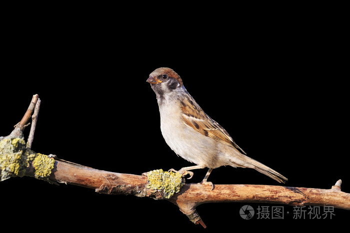 坐在树枝上黑色孤立的欧亚树麻雀