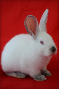 加州的兔子。红色背景