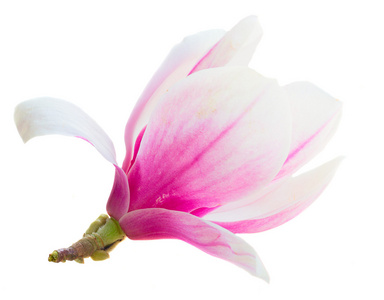 粉红玉兰花图片