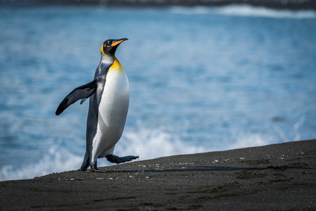 湿的国王企鹅跑上沙滩