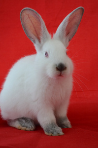 加州的兔子加州的兔子.红色背景照片