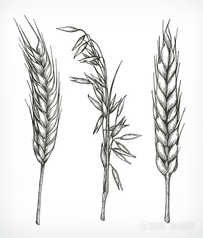 作物,小麦和燕麦的草图,手绘,矢量集插画-正版商用图片1n5p6c-摄图新