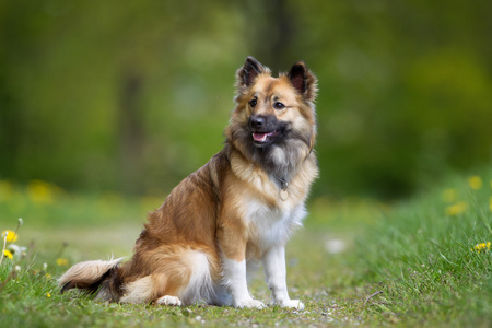 冰岛牧羊犬在户外