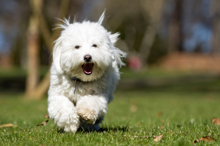 在自然户外跑步的科通 de Tulear 狗