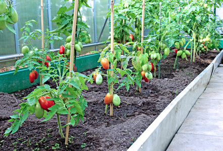 红番茄的温室