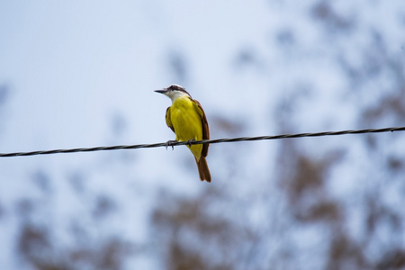 大 kiskadee pitangus 硫 uratus7