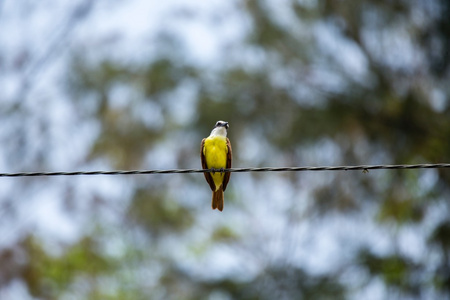 大 kiskadee pitangus 硫 uratus1