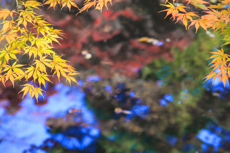 槭叶红色秋天夕阳树模糊背景图片