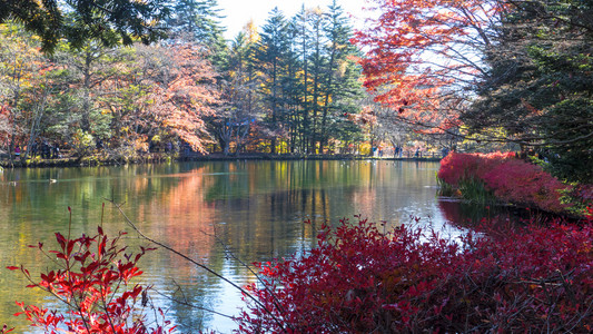 金秋时节，与漂亮的颜色，日本长野县轻井泽的