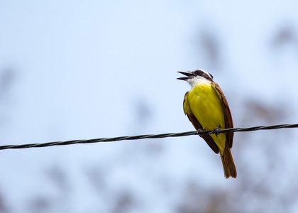 大 kiskadee pitangus 硫 uratus11