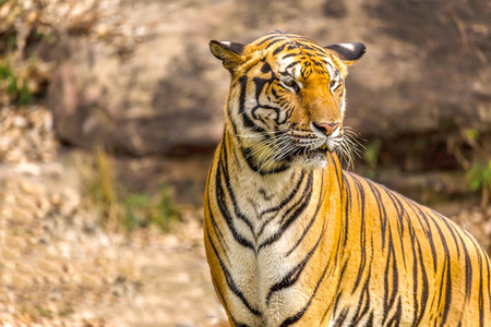 印度这只老虎在野外。皇家，孟加拉虎