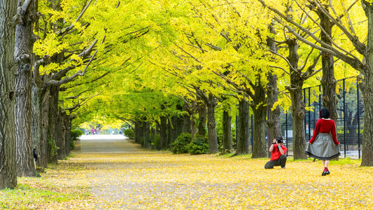 银杏叶在秋天，日本的秋天