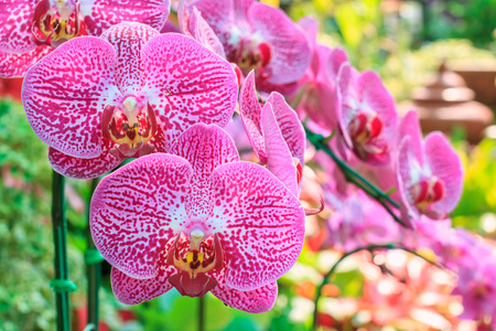 红粉色兰花蝴蝶兰的特写镜头。花兰花的香味。泰国的兰花