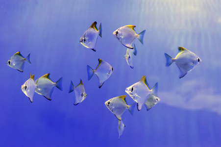 水下场景，展示了不同多彩的鱼类游泳