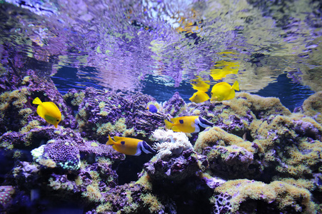 水下场景，展示了不同多彩的鱼类游泳