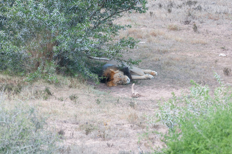 沉睡的雄狮图片