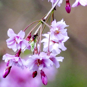 2011年樱花分公司