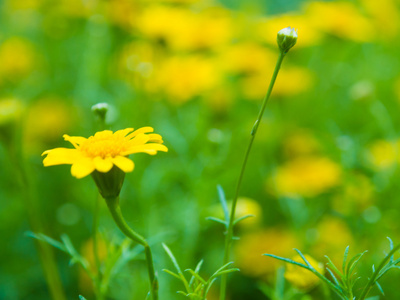 美丽的黄色花朵春天场景背景