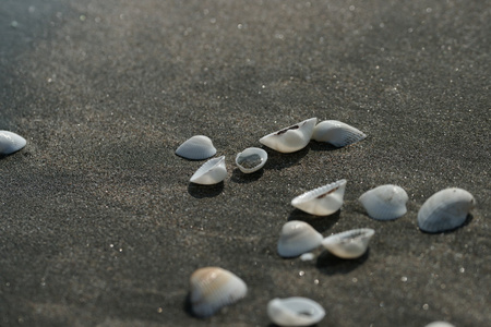 黑色沙滩上的白色贝壳