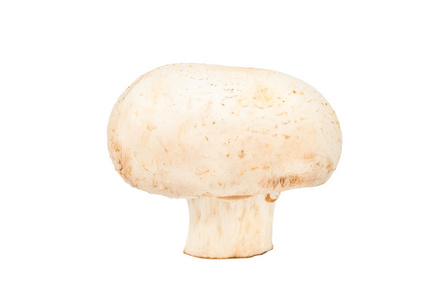 原始的蘑菇香菇