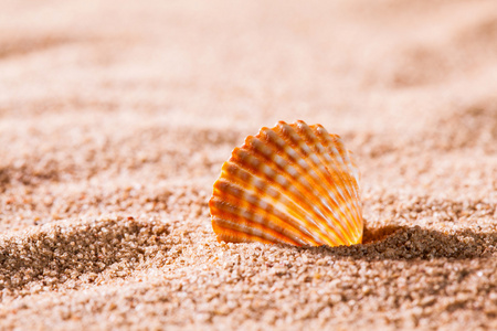 在阳光明媚的海滩上的贝壳图片
