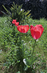 红色郁金香花园中