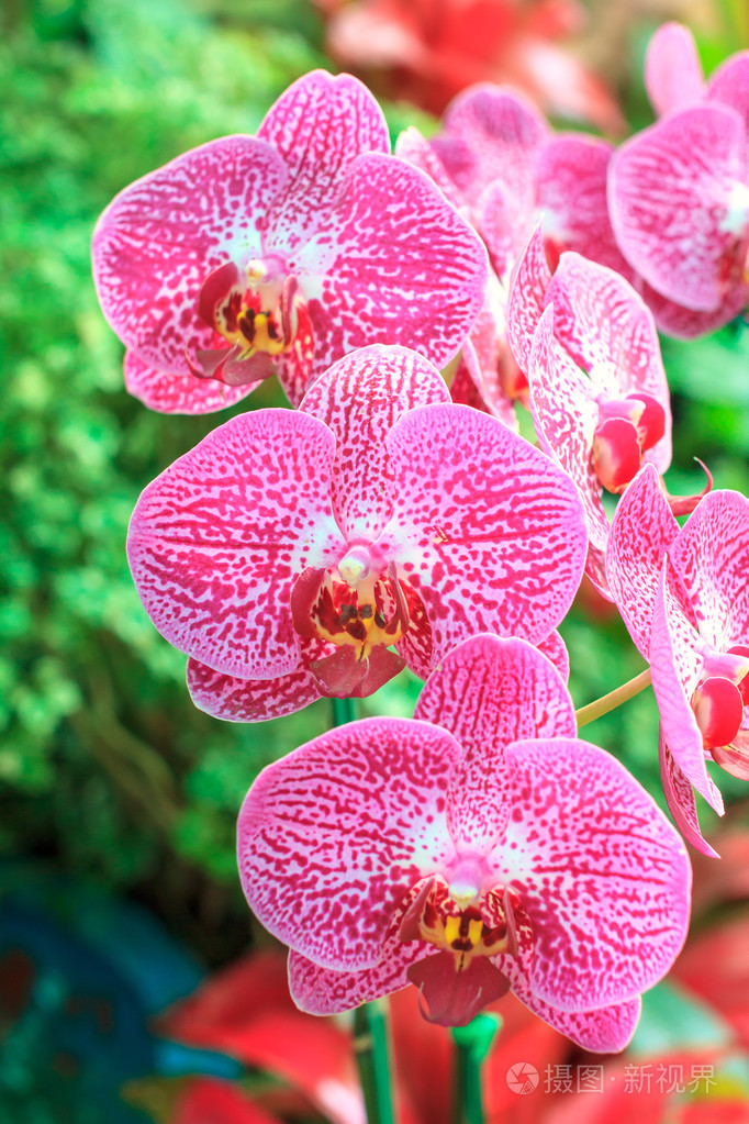 红粉色兰花蝴蝶兰的特写镜头.花兰花的香味.泰国的兰花