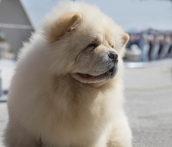 狗的品种松狮犬