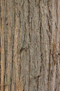 天然老树木材纹理和背景