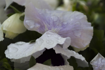 花园里的雨淋湿了紫罗兰