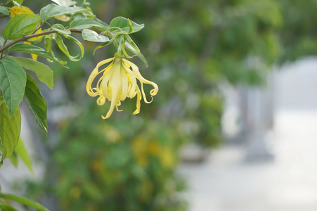 有叶子的金丝雀花或依兰花