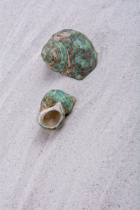 沙子背景上的两个绿色贝壳