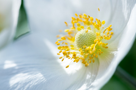 美丽的春天白色花
