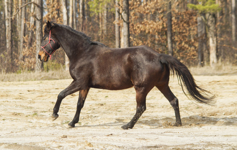 与黑色鬃毛和尾巴上松林背景沙匹棕色的马