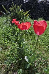 红色郁金香花园中