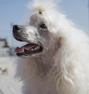 白色的小狗贵宾犬