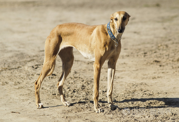 短毛猫灰色棕色狗腿长站在灰色的沙滩上
