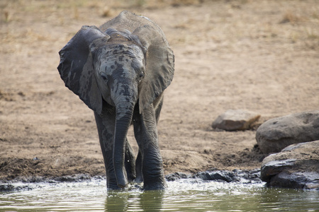 在一个小池塘里的大象喝水的繁殖群