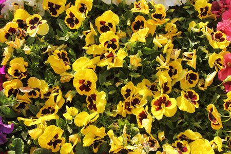 黄色花卉背景和纹理