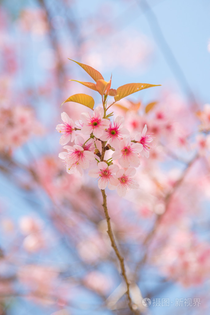 野生喜马拉雅山樱花盛开的近缘()照片-正版商用图片1n65wc-摄图新视界