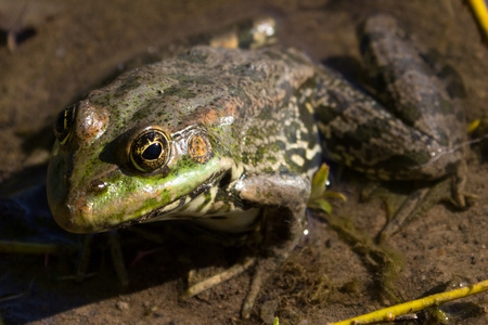 绿色青蛙在池塘里