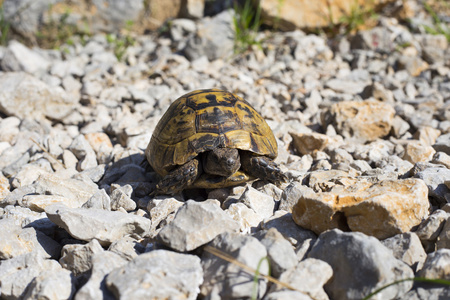 在岩质边坡上爬的乌龟照片