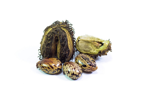 白底隔离豆子蓖麻油蓖麻或蓖麻油植物.