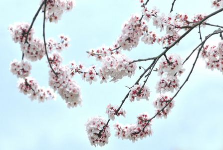 白花的梅花树，与蔚蓝的天空中背景