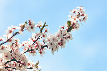 白花的梅花树，与蔚蓝的天空中背景