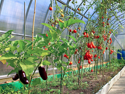 成熟的西红柿和茄子大棚