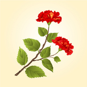 红芙蓉热带花卉矢量