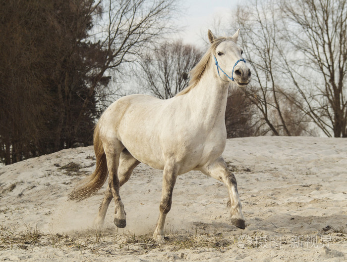 蓝色的缰绳白马走在灰色的天空背景下的沙滩上